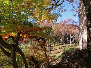 22 Nella splendida faggeta in smagliante  veste autunnale 'Ol rocolu'